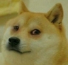 :xf_dogesad: