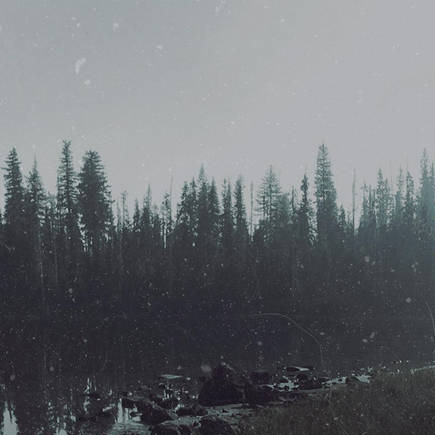 White Spruce's profile picture